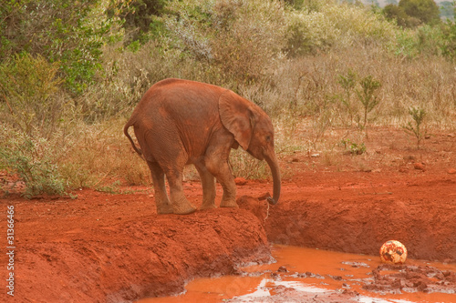Photo: Dusty Young Elephant Dusty Young Elephant