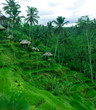 rice terrace