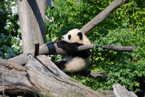 Photo: Playing Panda Cub Playing Panda Cub