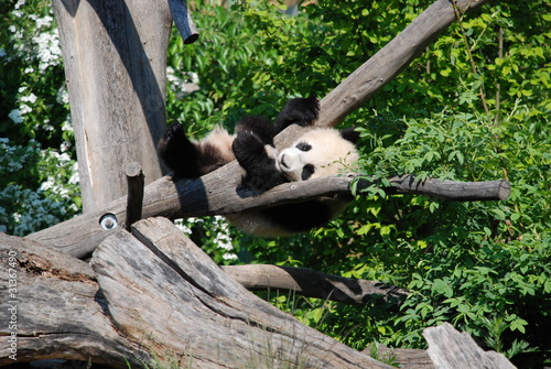 Photo: Playing Panda baby Playing Panda baby