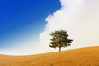 Tree in the spring
