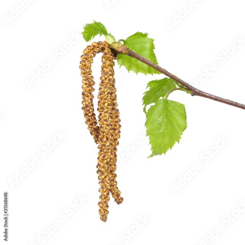 Foto: Blüten, Birke Blüten, Birke