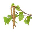 Blüten, Laub