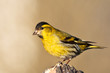 Erlenzeisig (Carduelis spinus)