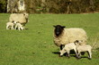 black faced ewe with lambs black faced ewe with lambs