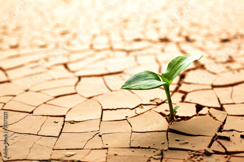 Photo : Plant in dried cracked mud Plant in dried cracked mud