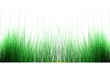 herbe / gazon
