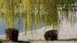 Willow tree on the lake beach