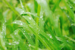 gras and flowers background at raint