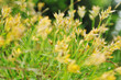 gras and flowers background at raint