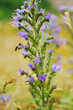 gras and flowers background at raint