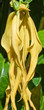 fleur d'ylang-ylang, ylang, cananga odorata, ilang-ilang
