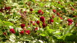 Red ripe strawberries on the strawberry plant