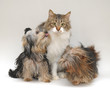 CANI YORKSHIRE E GATTO NORVEGESE DELLE FORESTE.