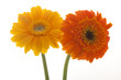 Two Gerbera