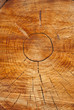arbol_1 arbol_1