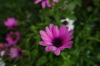 Flower in the garden