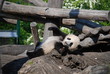 Smiling Panda Cub Smiling Panda Cub