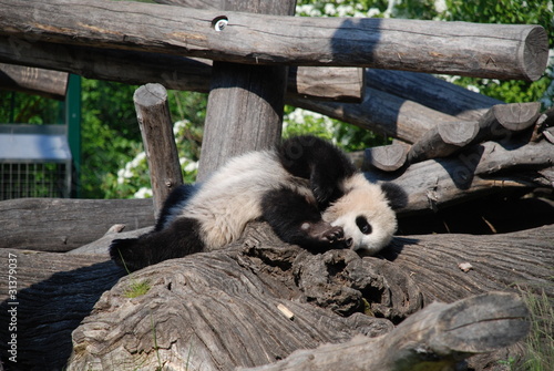 Photo: Playing little Panda Playing little Panda