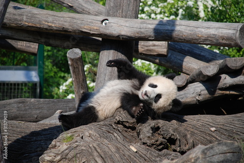 Photo: Smiling Panda Cub Smiling Panda Cub