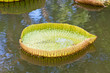 jeune feuille du victoria amazonica, nénuphar géant, Maurice jeune feuille du victoria amazonica, nénuphar géant, Maurice