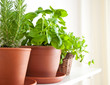 Rosemary, Basil and Mint in Pots