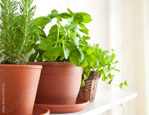 Photo: Rosemary, Basil and Mint in Pots Rosemary, Basil and Mint in Pots