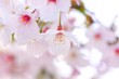 春と桜