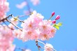八重桜