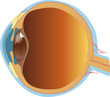 Eye
