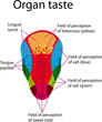 Organ taste1