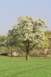 Blühender Kirschbaum Blühender Kirschbaum