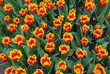 Tulpen