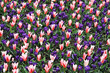 Tulpen