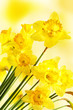 Yellow daffodils