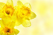 Yellow narcissi