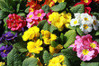 Flowers Flowers