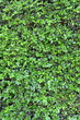 Abstract Background Texture Of A Lush Green Hedge