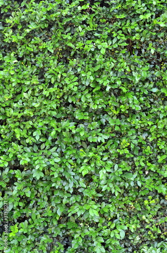 Photo: Abstract Background Texture Of A Lush Green Hedge Abstract Background Texture Of A Lush Green Hedge