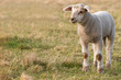 Stehendes Lamm
