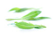 Fresh green leaves isolated on white background Fresh green leaves isolated on white background