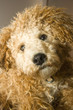 Curly Haired Puppy