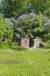 Summer meadow