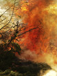 bon fire