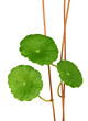 gotu kola