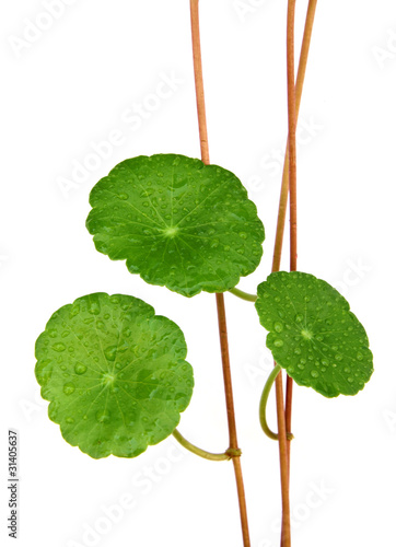 Foto: gotu kola gotu kola