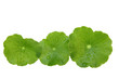 gotu kola