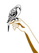 silhouette of the parrot on hand silhouette of the parrot on hand