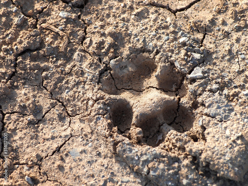 Foto: Tierspuren auf rissigem Boden Tierspuren auf rissigem Boden