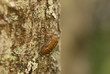 cicada slough